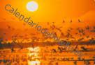 Atardecer y pájaros