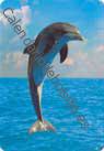 Delfin