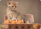 Gato granja