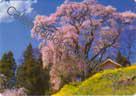 Paisaje primaveral