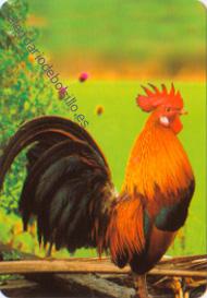 Gallo