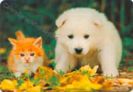 Gato y perro