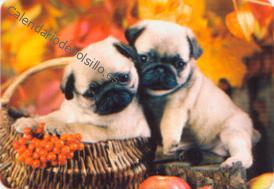 Perros