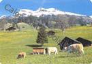 Suiza - Region del Jung Frau