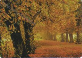 Bosque en otoño