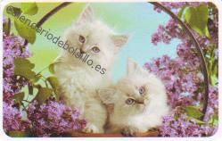 2020 - CB Tarjetas Credito - 4