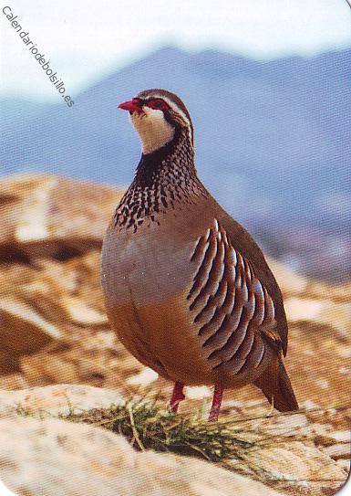 2021 - EDIJAR - 617