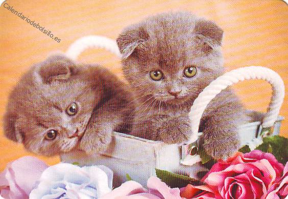 Gatos