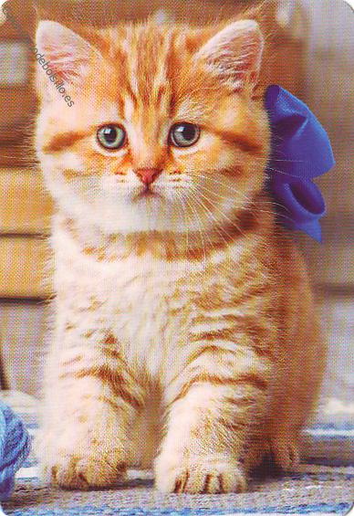 Gato