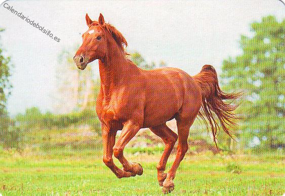 Caballo