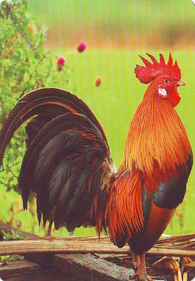 Gallo