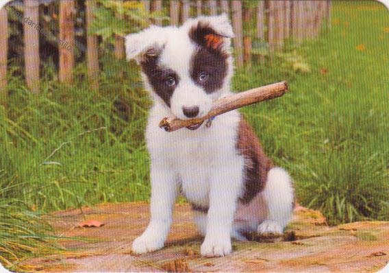 Perro