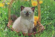 Gato