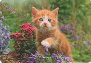 Gato