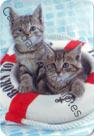 Dos gatos con salvavidas