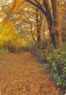 Camino forestal en otoño