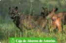 Fauna Asturiana - El Lobo