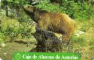 Fauna Asturiana - El Oso