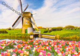 Holanda - Molino y flores