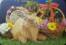 Gato marrón con cesta de flores