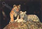 Tigres Bengala