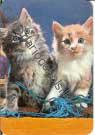 2 gatos y lana azul