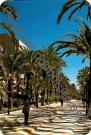 Alicante - Paseo de las palmeras